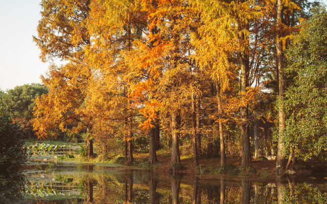 冬季限定~五星希爾頓落羽松 雪白耶誕城 採果一泊二食2日